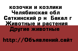 козочки и козлики - Челябинская обл., Саткинский р-н, Бакал г. Животные и растения » Другие животные   